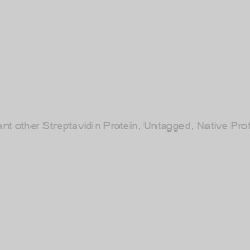 Image of Recombinant other Streptavidin Protein, Untagged, Native Protein-100mg
